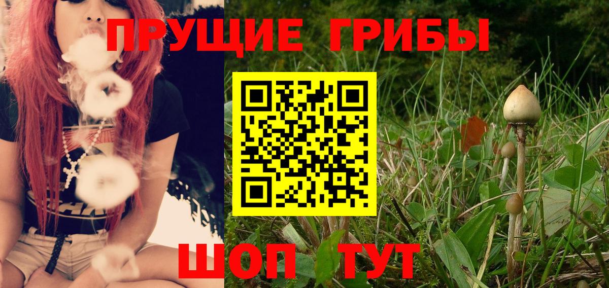Псилоцибиновые грибы Psilocybe Коряжма